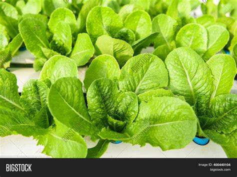 Hydroponic Lettuce Image & Photo (Free Trial) | Bigstock