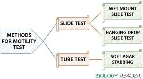 What is Motility Test? Definition, Purpose, Principle & Procedure ...