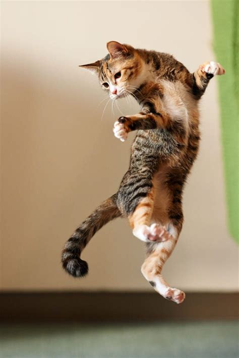 Dancing in Mid-Air by Akimasa Harada on 500px | Dancing cat, Cute animals, Cute cats