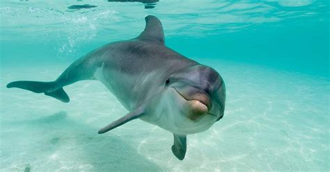 Female dolphins can enjoy sex : Revista Pesquisa Fapesp