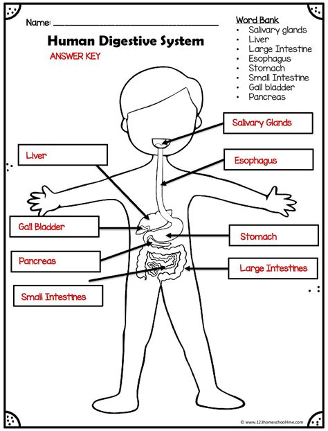 Digestive System Worksheet Grade 6 Pdf - babyinspire