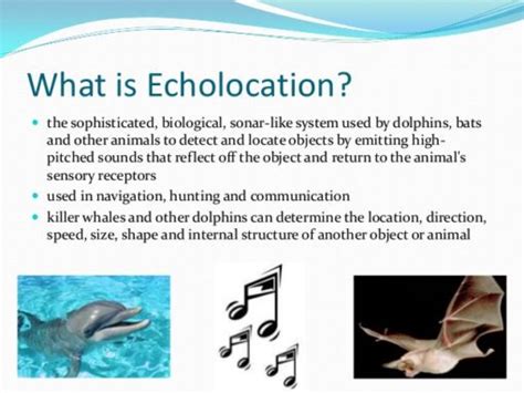 What Is Echolocation ? - meditechtips.com