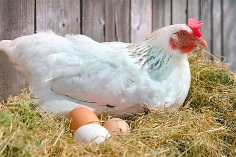 Quality of egg is an issue - The Statesman