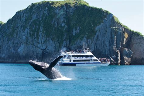 Kenai Fjords National Park Glacier and Wildlife Cruise | musement