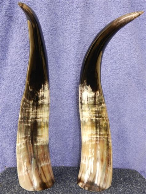 2 Zebu horns 47 cm - Catawiki