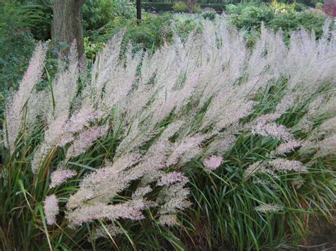 korean feather reed grass - Google Search | Feather reed grass, Perennial grasses, Perennials