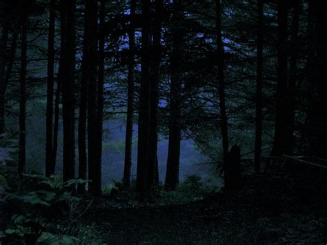 seeking and hide | Night in the wood, Dark forest, Moonlight painting