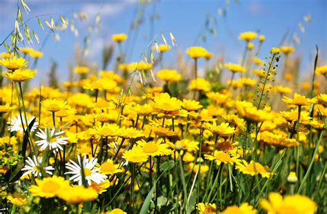 Yellow daisies field wallpaper | nature and landscape | Wallpaper Better