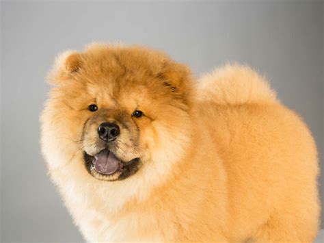 11 Reasons Why the Chow Chow Is an Unusual Dog Breed – American Kennel Club