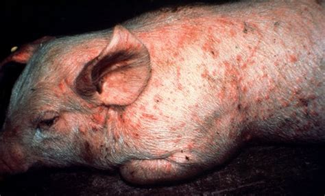 Do Pigs Carry Diseases? | Pet Pig World