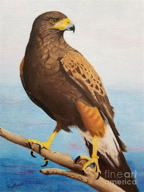 Harris Hawk Painting by Penny Medders - Fine Art America