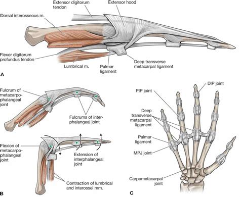 Pin en Anatomía miembro superior