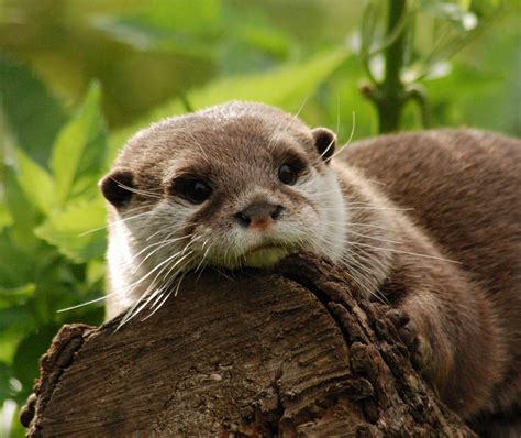 Oriental Small-Clawed Otter (Aonyx cinerea) | Otters cute, Otters, Baby ...