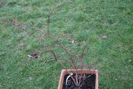 Pruning Blueberries - Paperblog