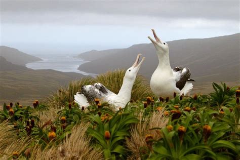 Subantarctic Islands: Birding Down Under 15 Nov 2015 | Island travel, Bounty islands, Auckland ...