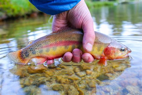 California State Fish: Golden State, Golden Species