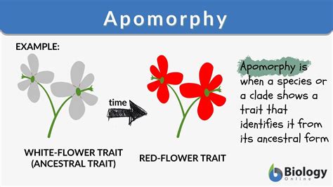 Apomorphy - Definition and Examples - Biology Online Dictionary