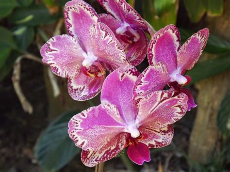 My Orchids Journal: My flowering phalaenopsis orchids today