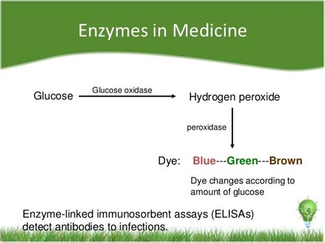 😊 Applications of enzymes in medicine. Application of enzymes in industry and medicine. 2019-01-09