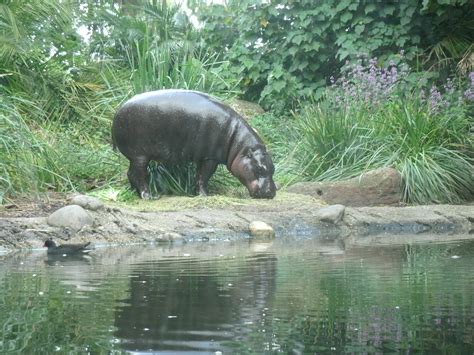 Free Stock Photo 12644 Pygmy Hippo | freeimageslive