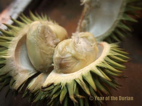 A Complete List of Durian Species - Year of the Durian