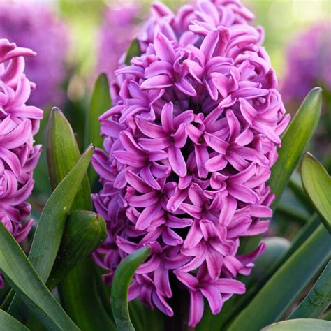 Gorgeous Purple Hyacinth Bulbs for Sale Online | Miss Saigon – Easy To ...