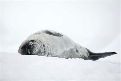 VIDEO: The 4 Types of Seals You'll Discover on an Antarctica Cruise