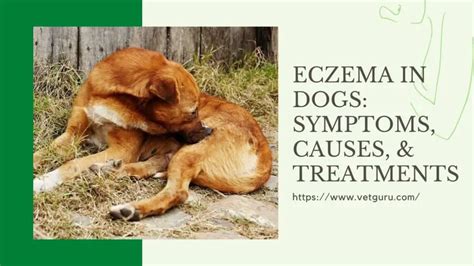 Eczema In Dogs: Symptoms, Causes, & Treatments