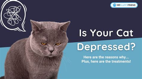 Cat Depression Signs: Causes, Symptoms & Treatment – MrFluffyFriend™