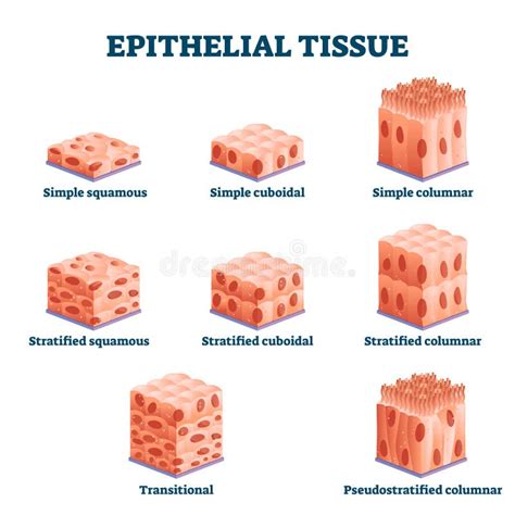 8 Types Of Epithelial Tissue