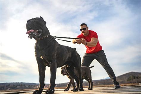 Are Cane Corsos Aggressive? The Story Behind This Dangerous Dog Breed