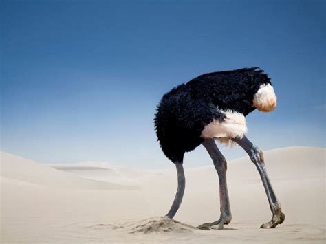 Do Ostriches Bury Their Heads In the Sand? | Birdfact