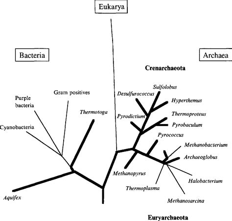 Figure 1 from Metabolism of hyperthermophiles | Semantic Scholar