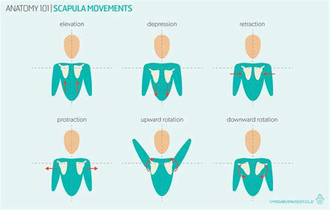 Anatomy 101 - the shoulders — YOGARU