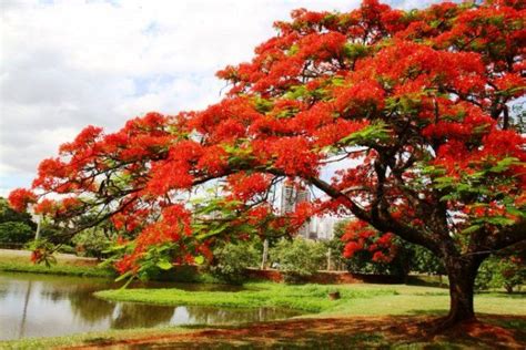 Gambar Bunga Flamboyan Yang Khas | Poinciana tree, Trees to plant, Flowering trees