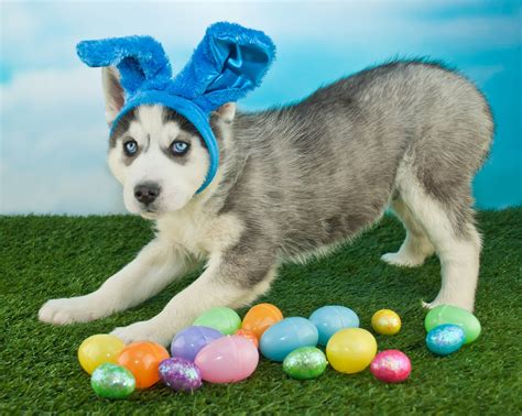 25 Easter Dog And Puppy Pictures To Make You Smile - DogTime | Easter dog, Puppy pictures, Dogs ...