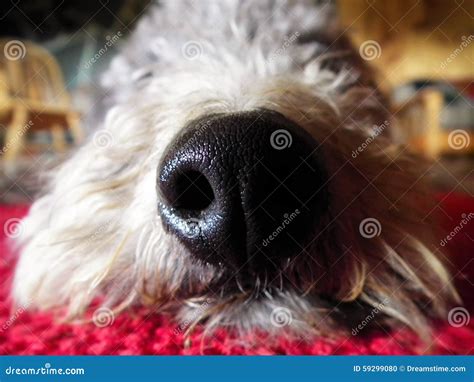 Dog s Snout stock photo. Image of macro, close, cabin - 59299080