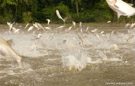 Jumping Asian Carp - Circle of Blue