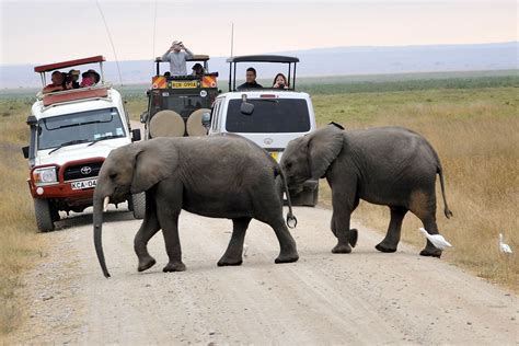 Safari activities to do in Amboseli national park | Kenya Wildlife Safari