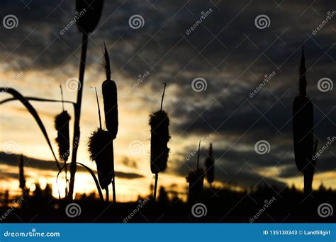 Cattail Silhouette stock image. Image of seed, beautiful - 135130343