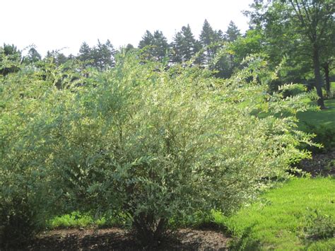 Gardening and Gardens: Dappled Willow