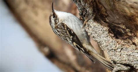 Brown Creeper Identification, All About Birds, Cornell Lab of Ornithology