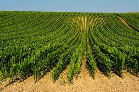 The EU could greatly reduce carbon emissions by embracing GM crops | New Scientist