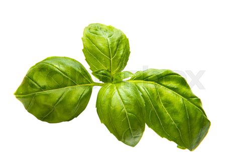 basil leaves isolated | Stock image | Colourbox