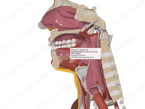 Articular Capsule of Zygapophyseal Joint (Cervical Part; Right) | Complete Anatomy