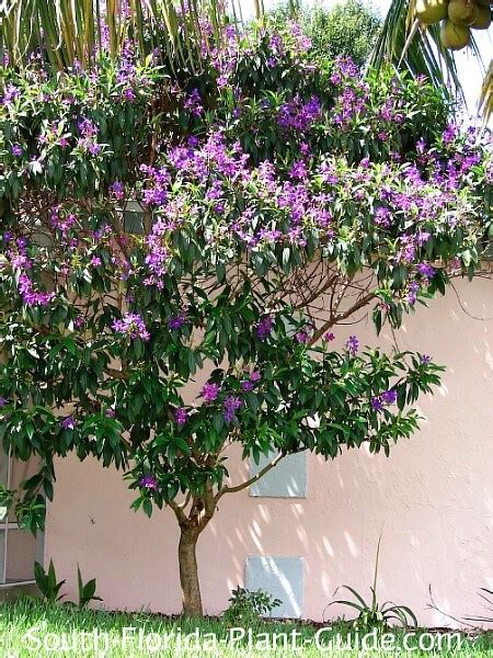 Tibouchina Tree