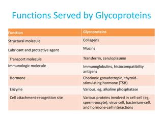 Glycoprotein | PPT