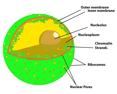 What are the nuclear pores? State their function.