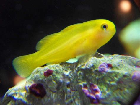 Yellow clown goby - Alchetron, The Free Social Encyclopedia