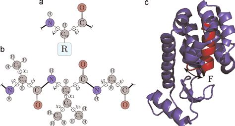 A protein is a polypeptide chain folded into a three-dimensional shape ...